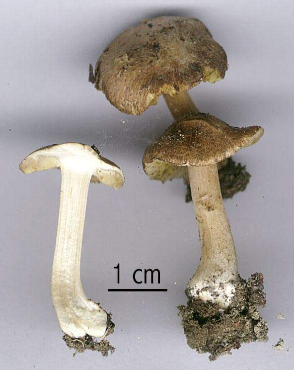 Inocybe ovalispora